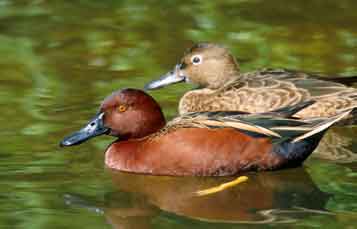 A cinnamon teal floats on the surface of the water
