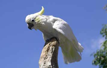 Lesser sulphur crested cockatoo