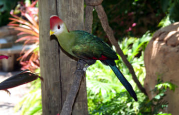 Red-Crested Turaco
