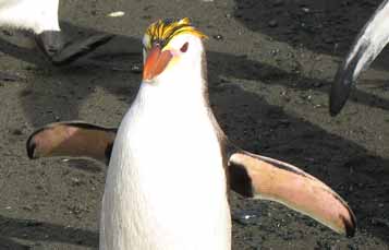 Royal penguin
