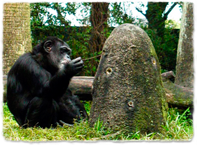 A chimpanzee inserting a stick into an anthill