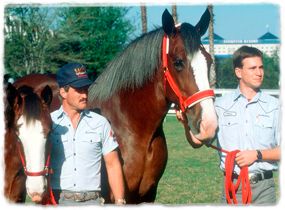 Two trainers pose with two clydesdale horses.