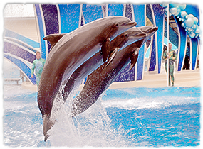 Three dolphins jumping out of the water side-by-side during a marine park performance.