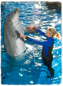 A trainer standing in a pool holds a dolphin's pectoral flippers while training.