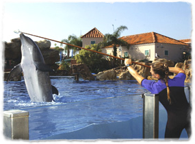 A trainer holds a target pole over the water and a dolphin breaches to touch it.