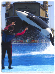 A trainer gives hand signals while an orca is in midair during a jump.