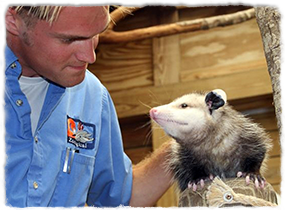 A trainer pets an opossum during a relationship session.