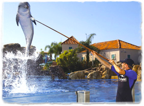 A trainer holds a target pole high over the water and a dolphin jumps to meet it.