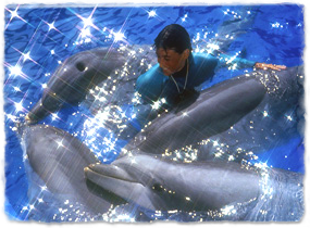 A trainer in the water surrounded by dolphins, petting one.