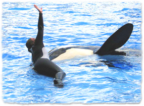 A killer whale and trainer together in a pool. The whale is raising a pectoral flipper out of the water, imitating the trainer raising an arm.