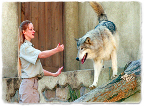 A trainer interacts with a wolf walking around an enclosure.