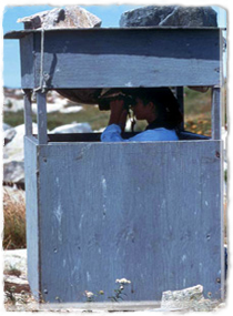 A researcher hiding in a wooden shelter observes using binoculars