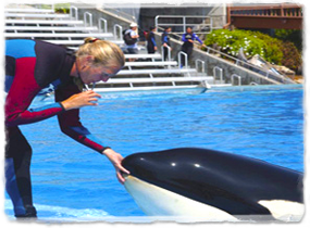 A trainer standing at the edge of a pool whistles while placing a hand on the head of a killer whale.