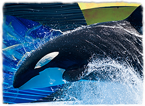 A killer whale breaches during a show practice.