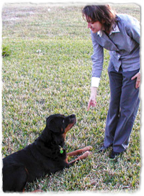 A dog lies in the grass looking up at a trainer giving a hand signal.