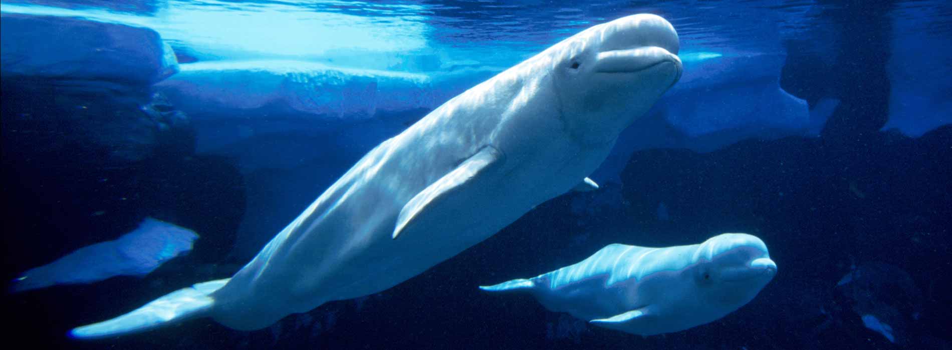 Two beluga whales swimming underwater