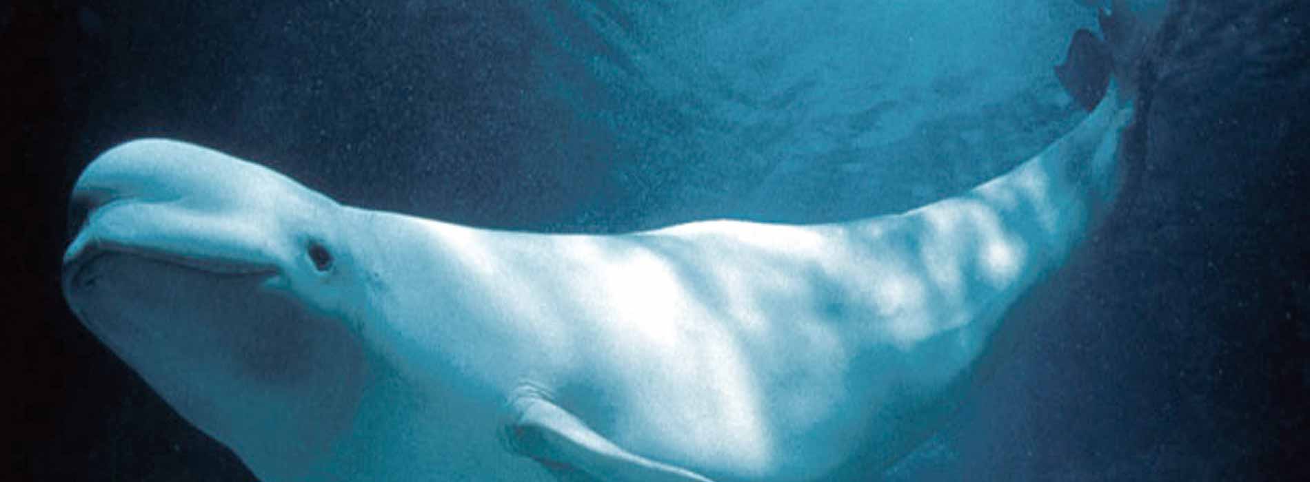 Beluga whale face profile