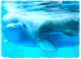 a newborn calf and mother beluga, demonstrating the darker coloration of the calf