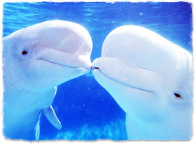 two belugas with heads close together, emphasizing the rounded melon located on the forehead