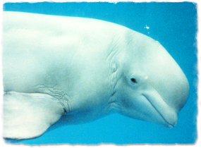 Profile of beluga head, showing ear opening behind eye
