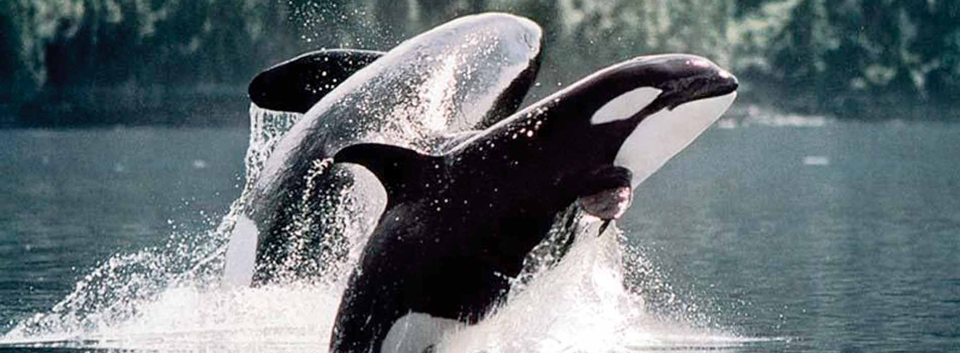 Two killer whales jumping