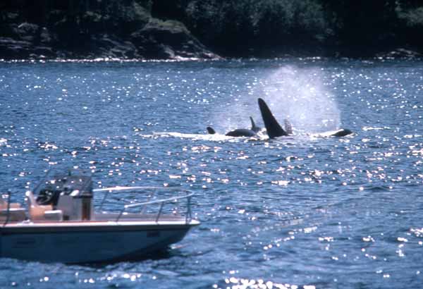 Whale watching boat and breaching killer whale