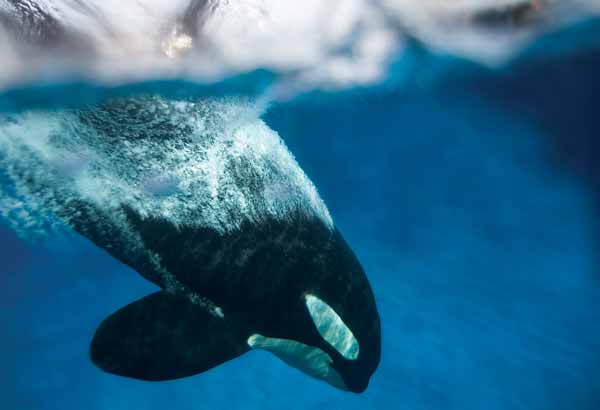 Male killer whale diving underwater