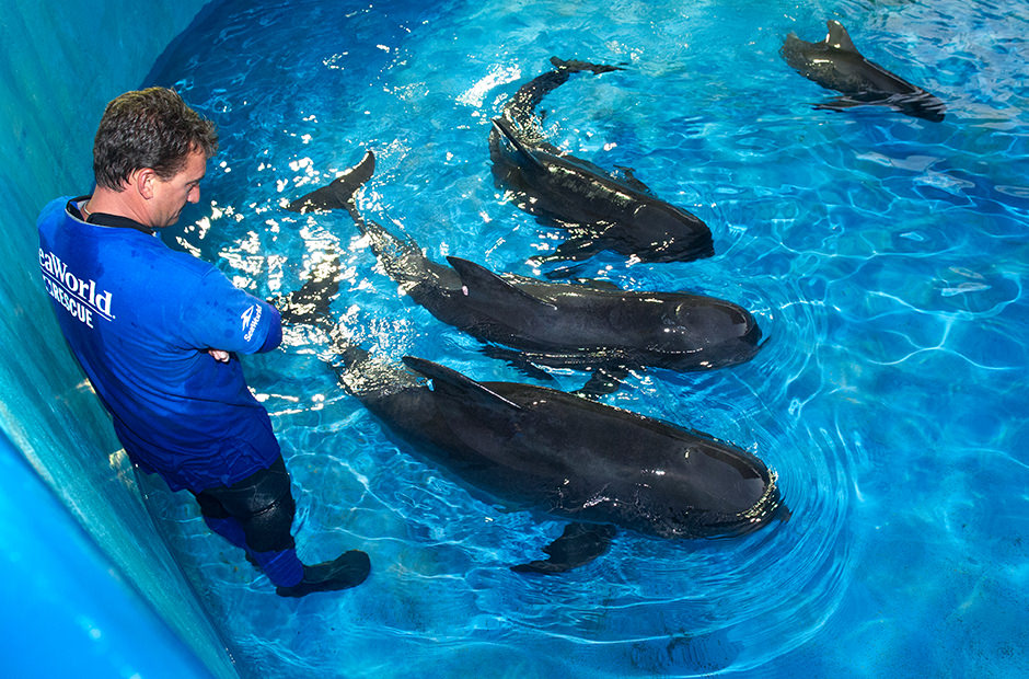 A rescue staff member observes whales in a pool