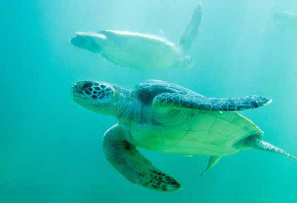 Two swimming sea turtles