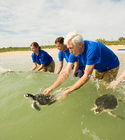 A rescue team releases sea turtles into the ocean