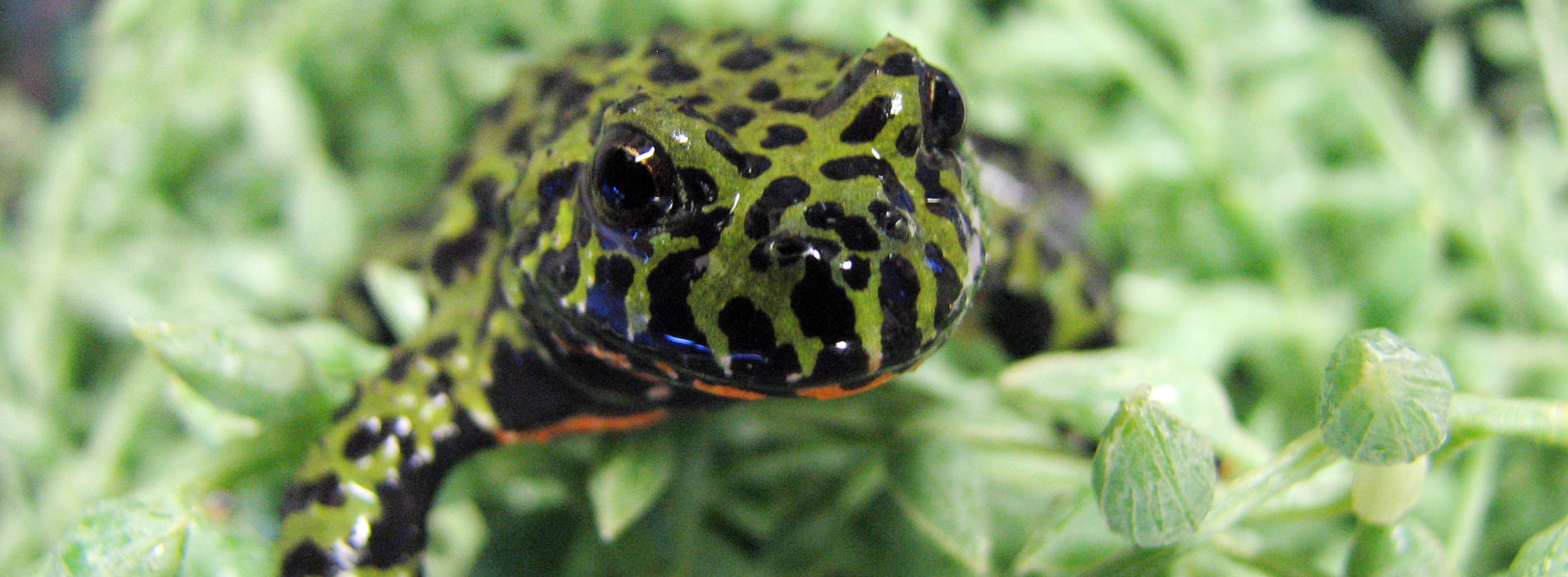 Oriental Fire Bellied Toad hiding in aquatic green plant