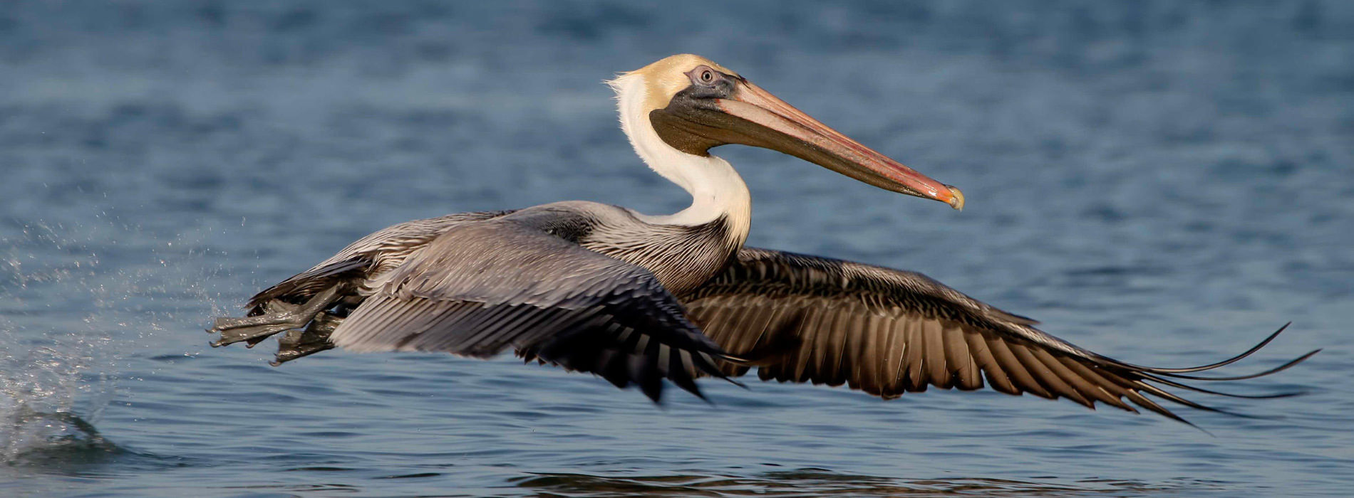 A brown pelican flies just above the surface of the water