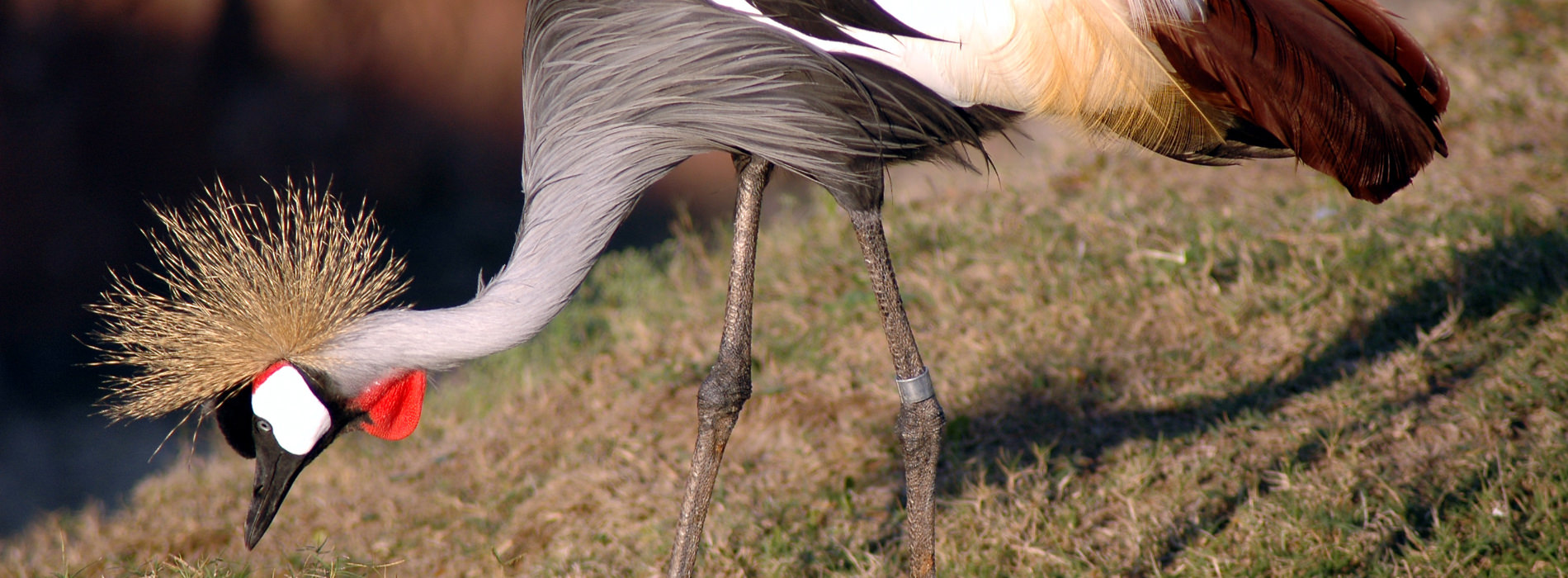 East African Crowned Crane 