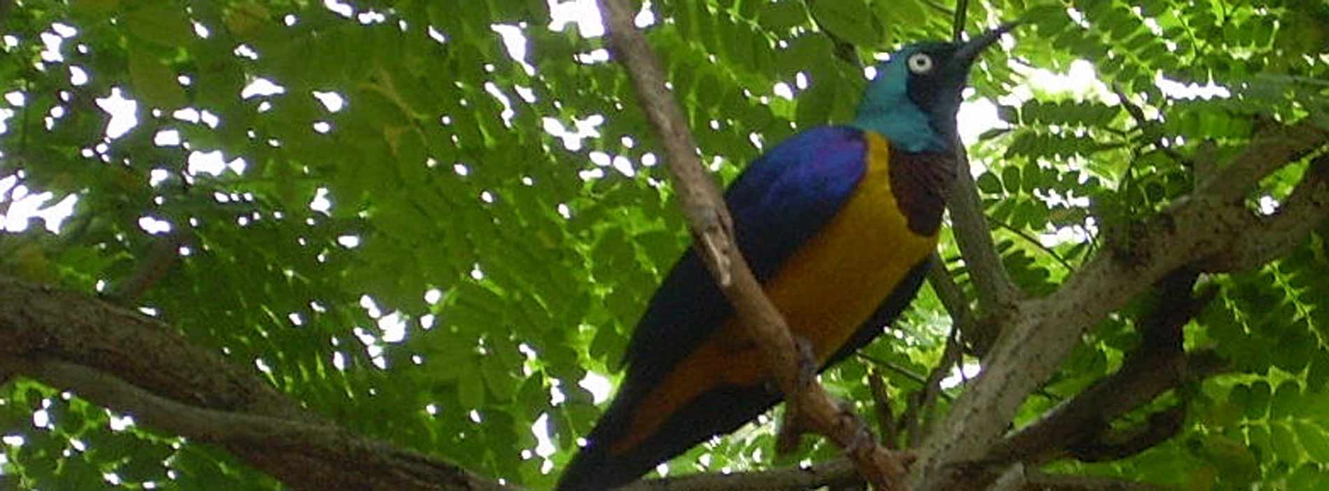 Golden breasted starling