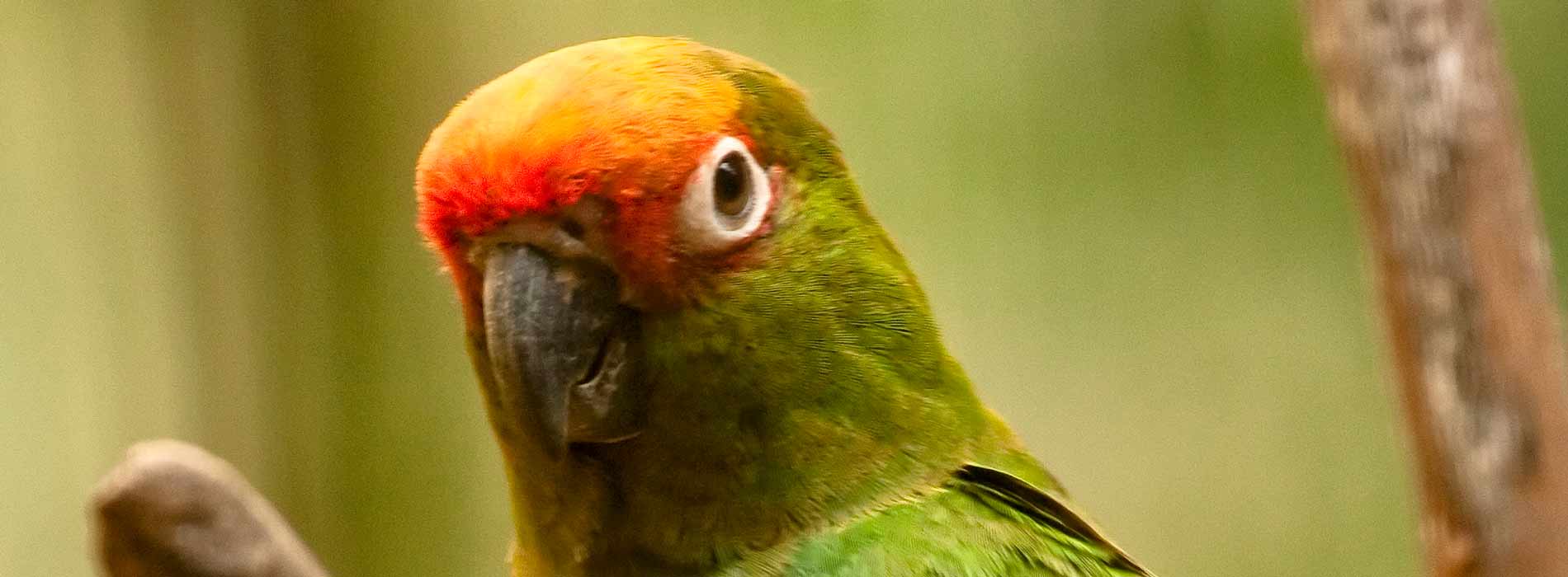 Golden capped conure