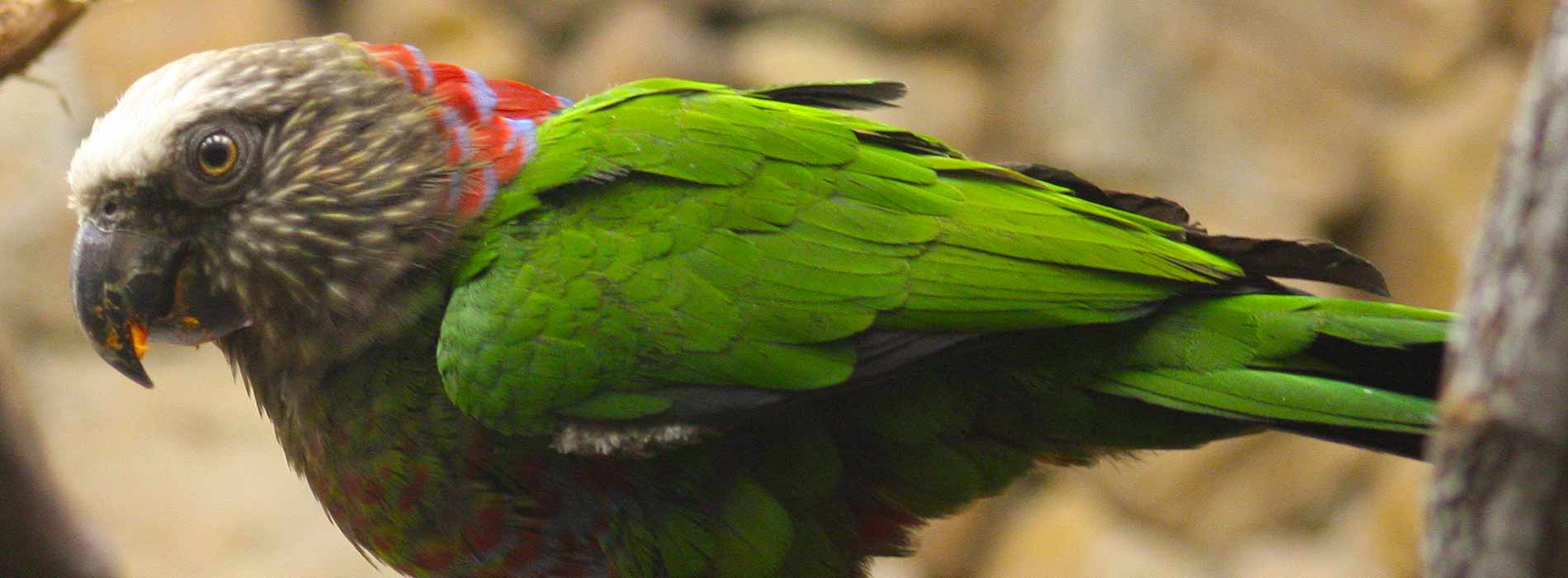 Brazilian Hawk-headed Parrot
