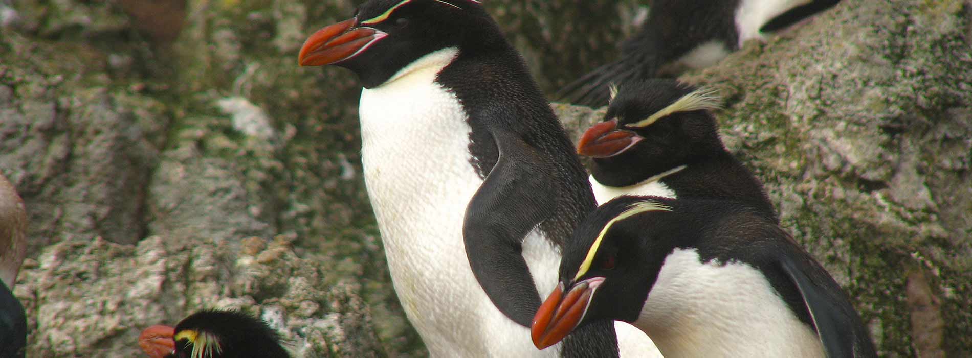 Snares Island penguin