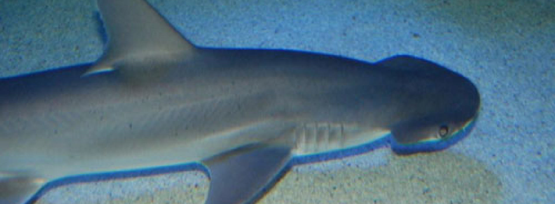 Bonnethead Shark