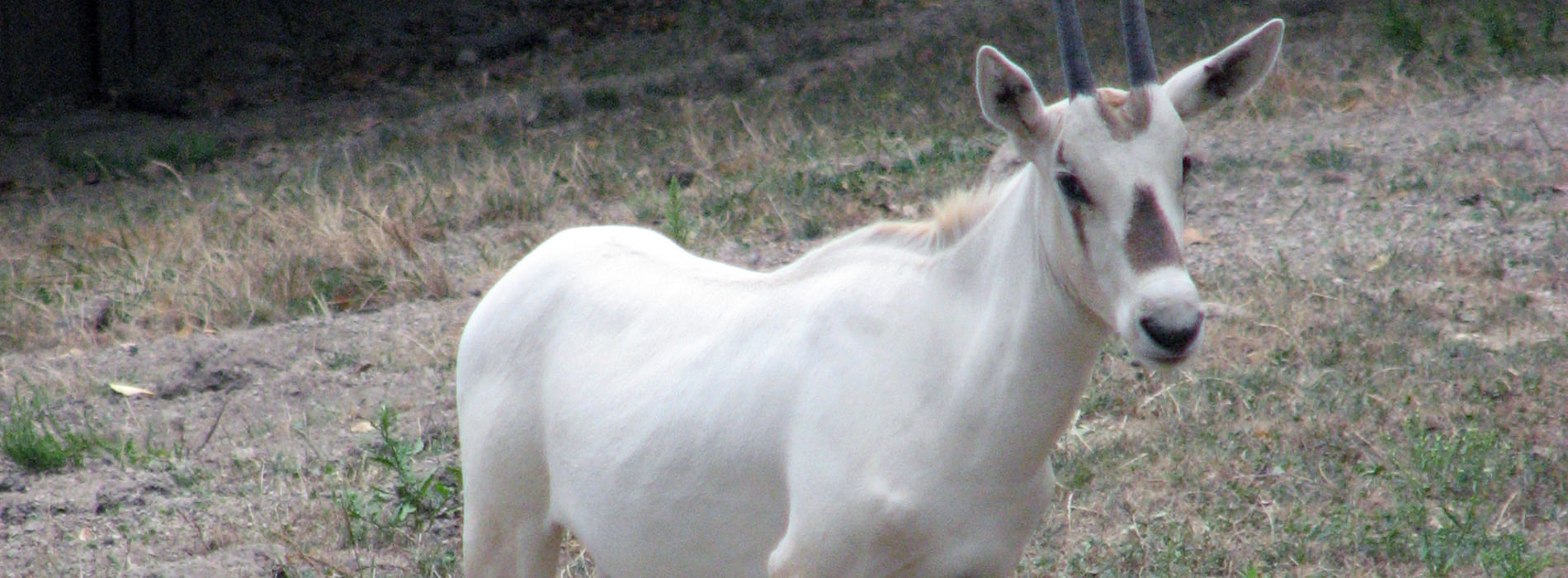 Scimitar-Horned Oryx 