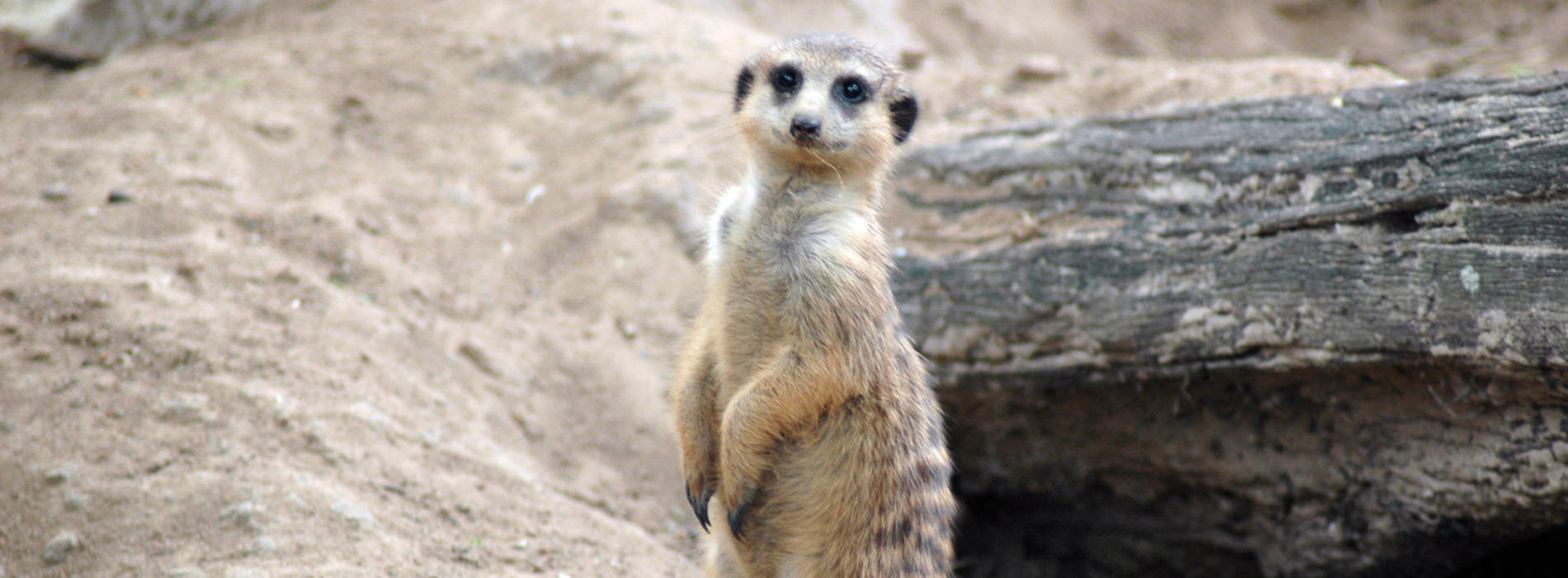 Slender-Tailed Meerkat