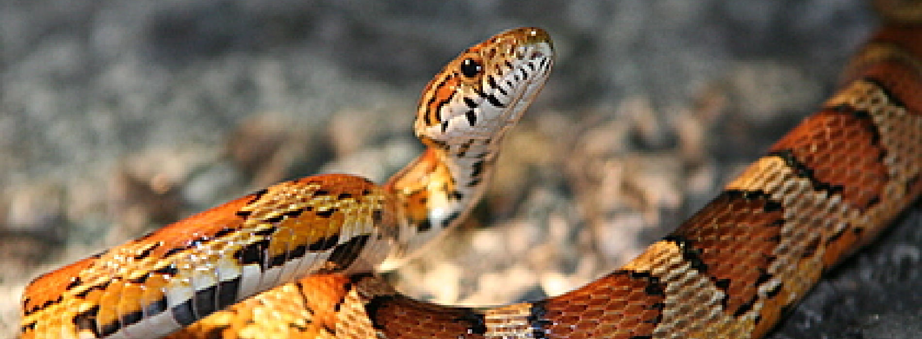 Eastern Corn Snake