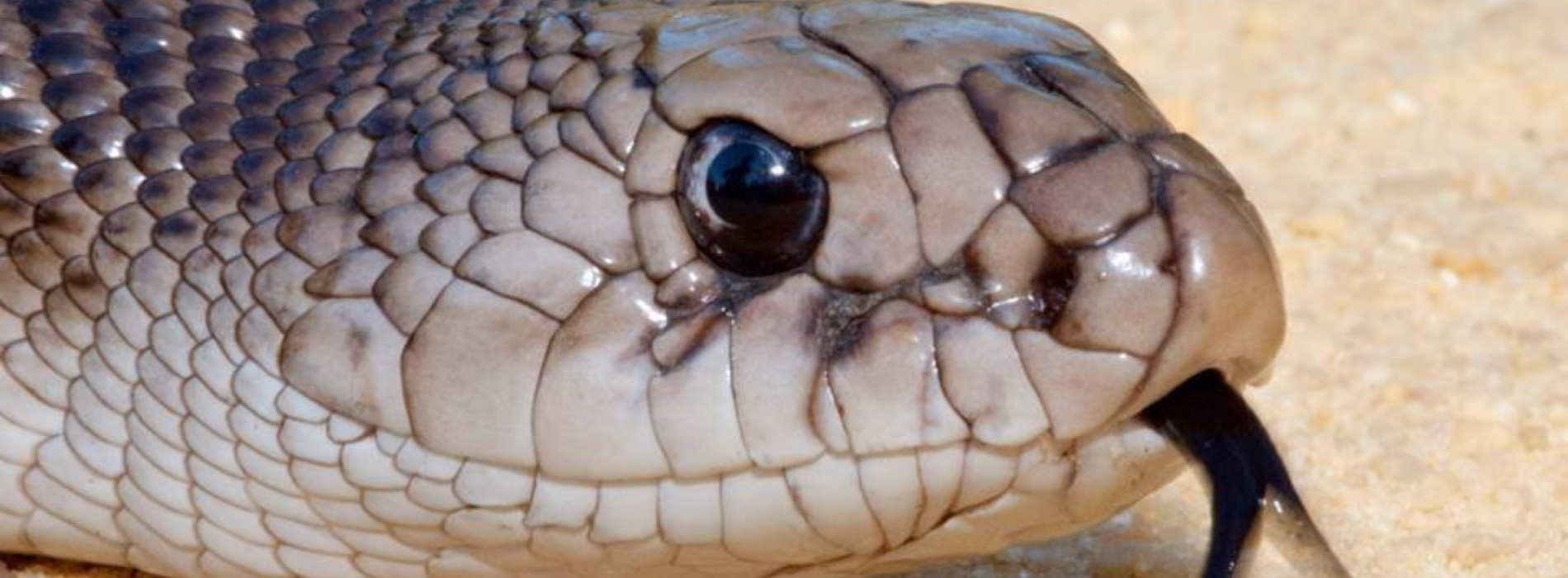 Florida Pine Snake