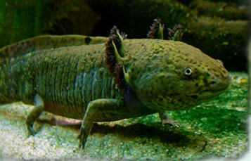 Underwater mottled green amphibian with purple hair covered horned gills