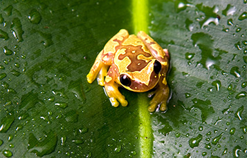 Hourglass Tree Frog