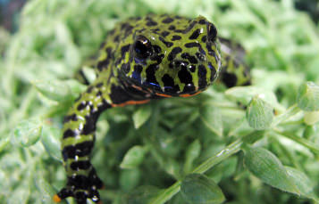 Black spotted little green frog with red belly hiding in aquatic green plant