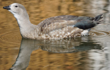 Abyssinian Blue-Winged Goose