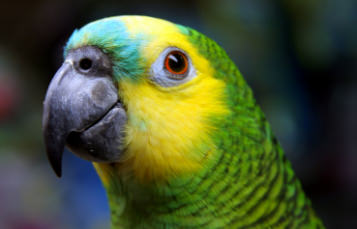 Close up of the head of a blue-fronted Amazon, showing yellow and green coloration