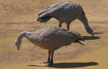 Two Cape Barren geese