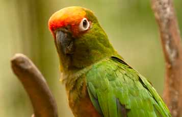 Gold capped conure