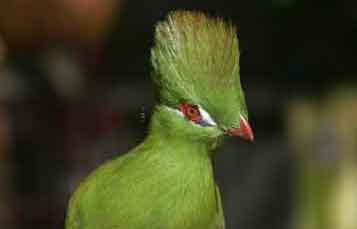 Guinea Turaco